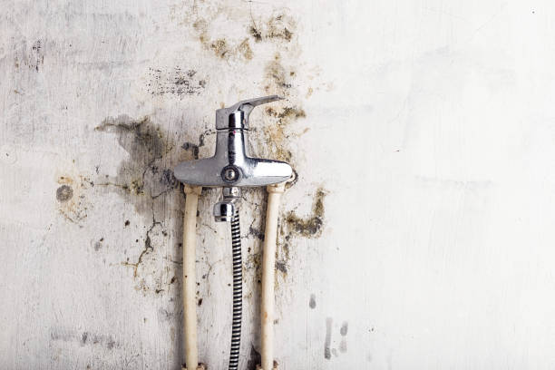 Best Professional Mold Removal  in Gretna, FL