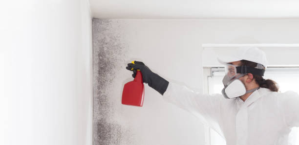 Professional Mold Removal in Gretna, FL