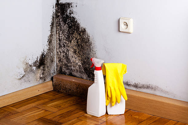 Best Commercial Mold Removal  in Gretna, FL