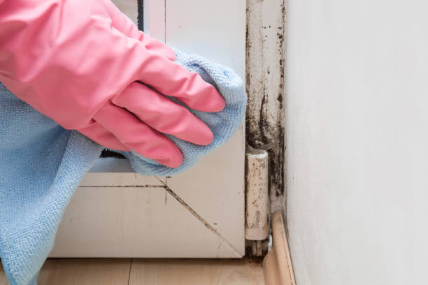 Mold Removal and Inspection in Gretna, FL